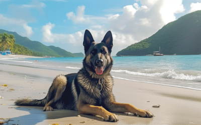 Herzlich Willkommen “RSVglobal Trinidad and Tobago”