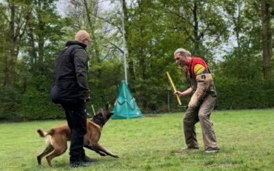 Talentsichtung und Ausstellung für Deutsche und Belgische Schäferhunde